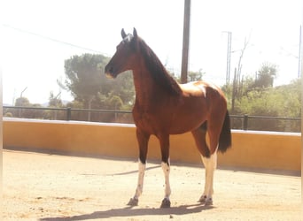 PRE Mix, Stallion, 3 years, 16 hh, Bay