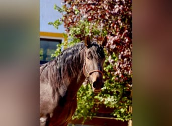 PRE, Stallion, 3 years, 16 hh, Bay-Dark
