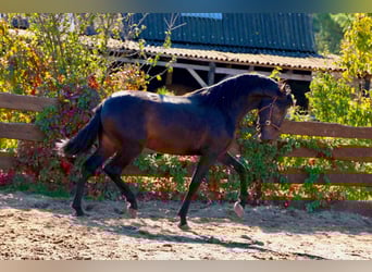 PRE, Stallion, 3 years, 16 hh, Bay-Dark