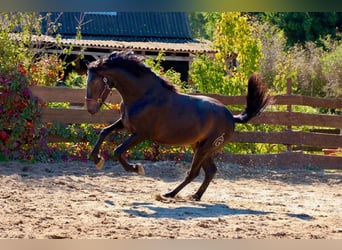 PRE, Stallion, 3 years, 16 hh, Bay-Dark