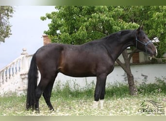 PRE, Stallion, 3 years, 16 hh, Bay-Dark