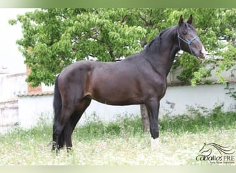 PRE, Stallion, 3 years, 16 hh, Bay-Dark