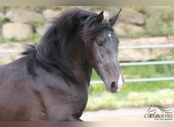 PRE, Stallion, 3 years, 16 hh, Bay-Dark