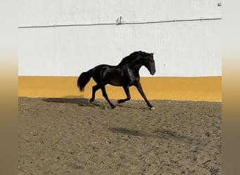 PRE Mix, Stallion, 3 years, 16 hh, Black