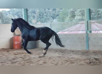 PRE, Stallion, 3 years, 16 hh, Black