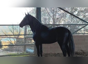 PRE, Stallion, 3 years, 16 hh, Black