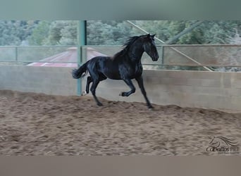 PRE, Stallion, 3 years, 16 hh, Black