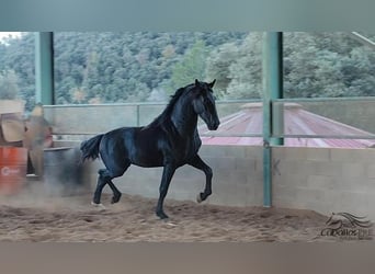 PRE, Stallion, 3 years, 16 hh, Black