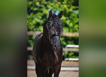 PRE Mix, Stallion, 3 years, 16 hh, Black