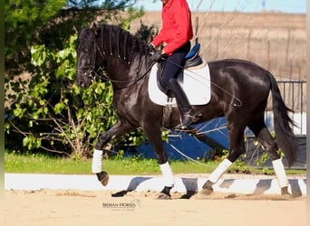 PRE Mix, Stallion, 3 years, 16 hh, Black