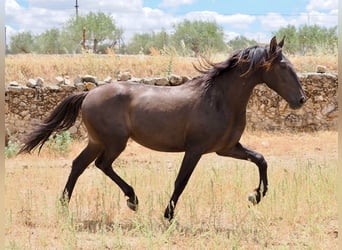 PRE Mix, Stallion, 3 years, 16 hh, Black