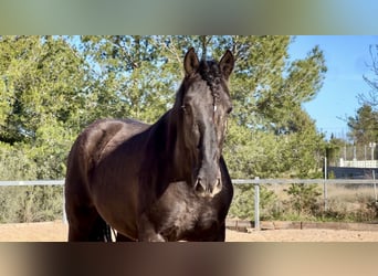 PRE, Stallion, 3 years, 16 hh, Black