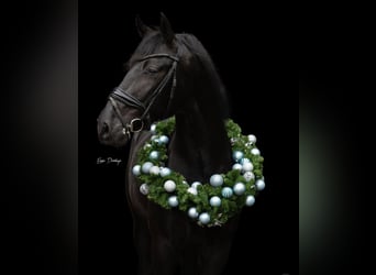 PRE Mix, Stallion, 3 years, 16 hh, Black