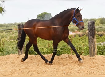 PRE, Stallion, 3 years, 16 hh, Brown