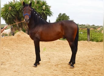 PRE, Stallion, 3 years, 16 hh, Brown