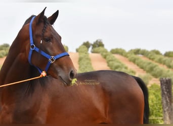 PRE, Stallion, 3 years, 16 hh, Brown