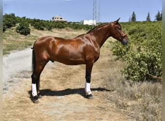 PRE, Stallion, 3 years, 16 hh, Brown