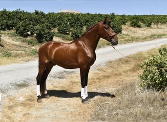 PRE, Stallion, 3 years, 16 hh, Brown