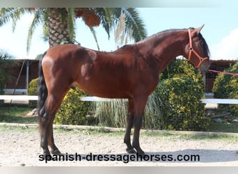 PRE Mix, Stallion, 3 years, 16 hh, Brown