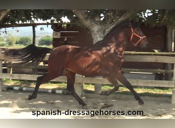 PRE Mix, Stallion, 3 years, 16 hh, Brown