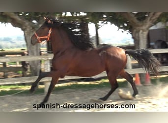 PRE Mix, Stallion, 3 years, 16 hh, Brown