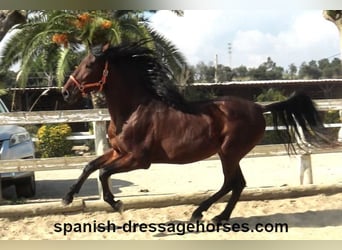 PRE Mix, Stallion, 3 years, 16 hh, Brown