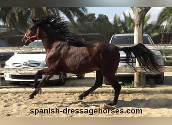 PRE Mix, Stallion, 3 years, 16 hh, Brown