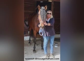 PRE Mix, Stallion, 3 years, 16 hh, Brown