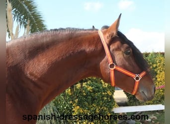 PRE Mix, Stallion, 3 years, 16 hh, Brown