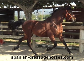 PRE Mix, Stallion, 3 years, 16 hh, Brown