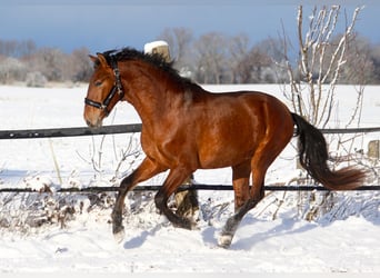 PRE Mix, Stallion, 3 years, 16 hh, Brown