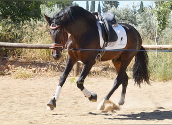 PRE, Stallion, 3 years, 16 hh, Brown