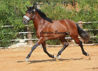 PRE, Stallion, 3 years, 16 hh, Brown