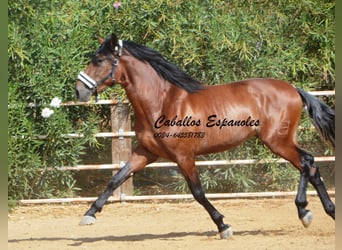 PRE, Stallion, 3 years, 16 hh, Brown