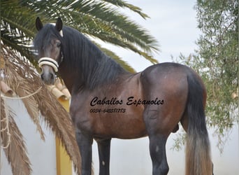 PRE, Stallion, 3 years, 16 hh, Brown Falb mold