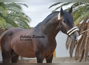 PRE, Stallion, 3 years, 16 hh, Brown Falb mold