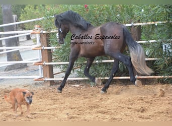 PRE, Stallion, 3 years, 16 hh, Brown Falb mold