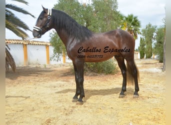 PRE, Stallion, 3 years, 16 hh, Brown Falb mold