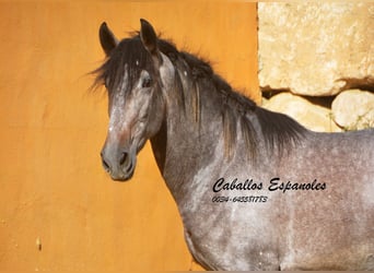 PRE, Stallion, 3 years, 16 hh, Brown Falb mold