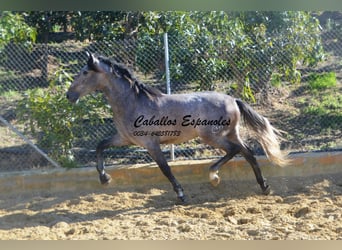 PRE, Stallion, 3 years, 16 hh, Brown Falb mold