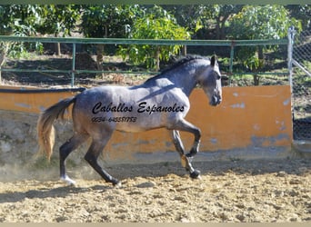 PRE, Stallion, 3 years, 16 hh, Brown Falb mold