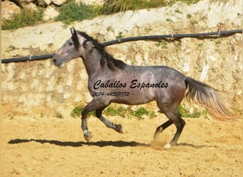 PRE, Stallion, 3 years, 16 hh, Brown Falb mold