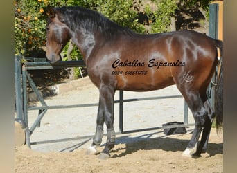 PRE Mix, Stallion, 3 years, 16 hh, Brown