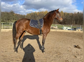 PRE, Stallion, 3 years, 16 hh, Brown