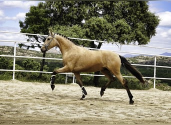 PRE, Stallion, 3 years, 16 hh, Buckskin