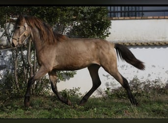 PRE Mix, Stallion, 3 years, 16 hh, Buckskin