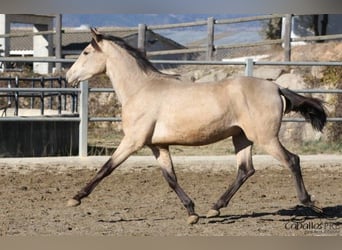 PRE, Stallion, 3 years, 16 hh, Buckskin
