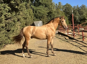 PRE, Stallion, 3 years, 16 hh, Champagne