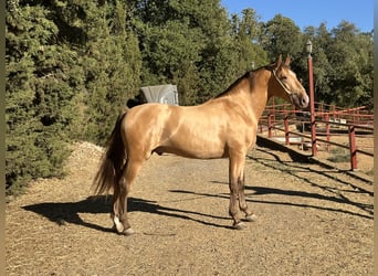 PRE, Stallion, 3 years, 16 hh, Champagne