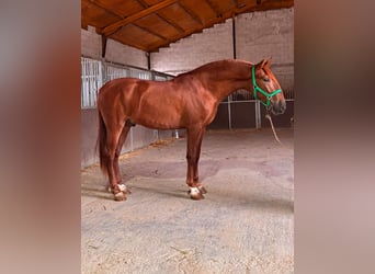 PRE, Stallion, 3 years, 16 hh, Chestnut-Red
